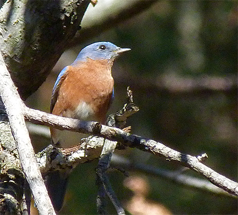 Male bluebird rests between berry snatching sallies.