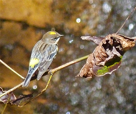 Yellow-rumped warbler.