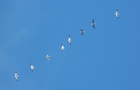 Eight snow geese.