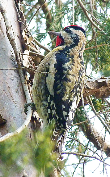 A male yellow-bellied sapsucker perches on the main trunk before moving out to pick a berry.