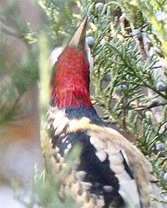 Note the red throat feathers of the sapsucker.