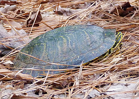 Male yellow-bellied slider (12/26/15).