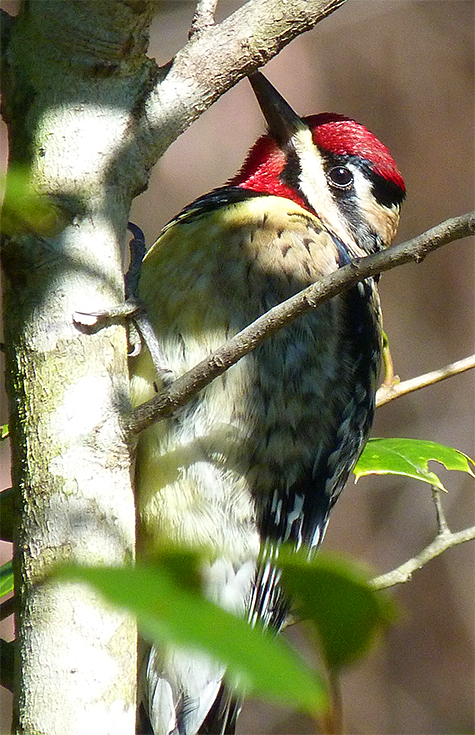 Barely yellow, the underside is where part of this woodpecker's name is derived.