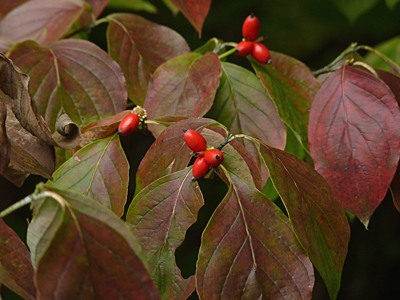 The ripe red fruit is favored by numerous birds and animals.