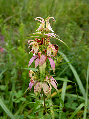 You have to bend down for a closer look to fully appreciate this plant.