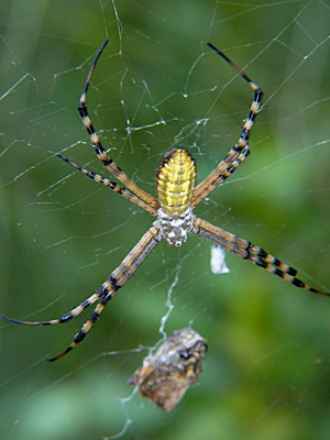 One of two common argiope spiders found locally.
