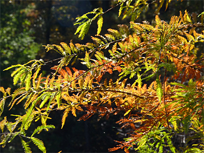 Bald Cypress.