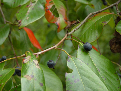 Black Tupelo, or Blackgum.