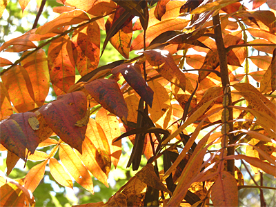 Dwarf Sumac.