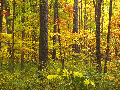 Various species showing yellows oranges and reds.