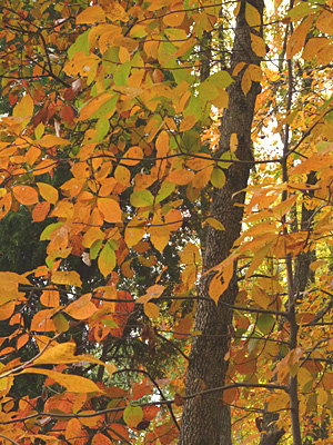 Orange brightens up the damp woodlands next to the Dinosaur Trail.