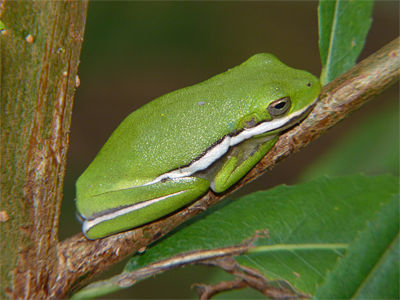 A young Green Treefrog clings to a small branch next to the Wetlands.