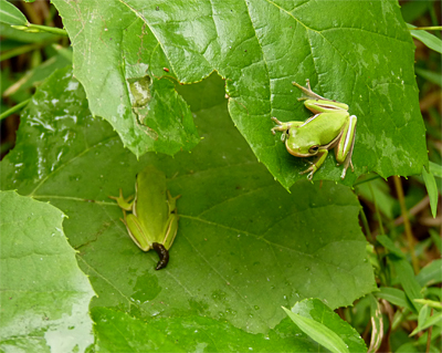 Two young Green Treefrogs waiting for adulthood.
