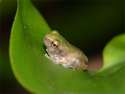 Fresh from the pond, this young Gray Treefrog rests on a Pickerelweed leaf. You can still se just a trace of its tadpole tail on its rear.