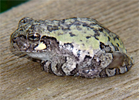 Gray Treefrogs are variable in color, but notice the white mark under the eye, a good field mark for this species.