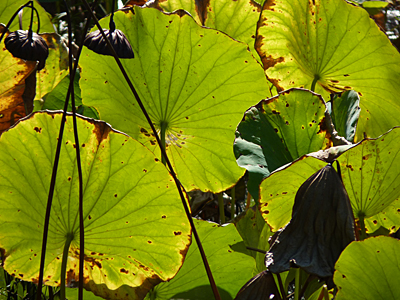 The low autumn sun shines through the fading leaves of lotus.