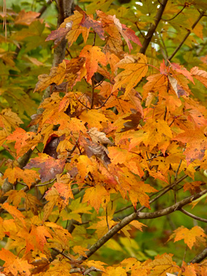 Maple is a favorite of many fall leaf lovers.