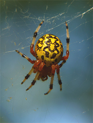 The Marbled Orbweaver (Araneus marmoreus) is found in wooded habitats. It often retreats to a folded leaf at one corner of its web when disturbed.