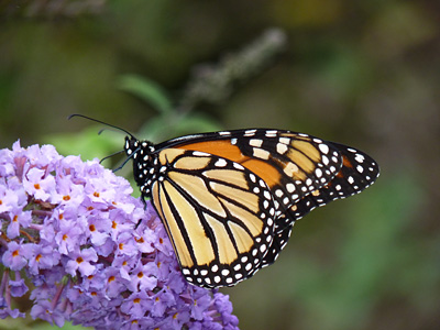 A male Monarch stops to sip nectar from Butterfly Bush before continuing its southward journey. journey to Mexico