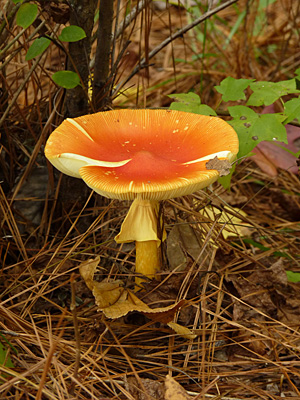 The same mushroom (above) a day later.