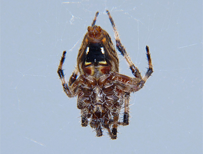 Underside of Barn Spider, or Spotted Orbweaver.