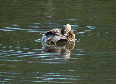 Preening is an important part of a birds daily routine.