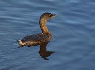 A wise grebe keeps one eye on the sky.