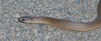 There is a light band just to the rear of this snakes head.