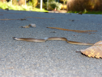 Rough Earth Snake crossing path where it enters Catch the Wind.