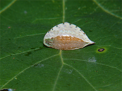 The slug-like underside of the Skiff Moth caterpillar.
