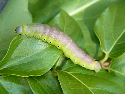 As adults these moths fly during daylight hours. They hover over flowers as they sip nectar.