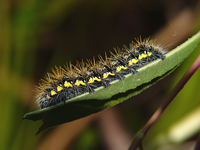 The same Smartweed Caterpillar as above, 5 days later.