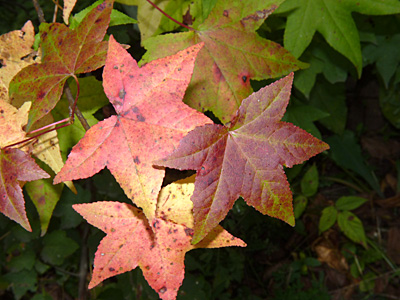 Sweetgum.