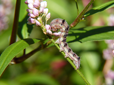 Tobacco Budworm's color may vary depending upon the color of the flower they are consuming