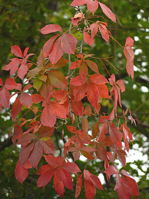 Virginia creeper.