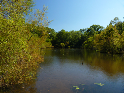 The Wetland's willows showing subtle changes.