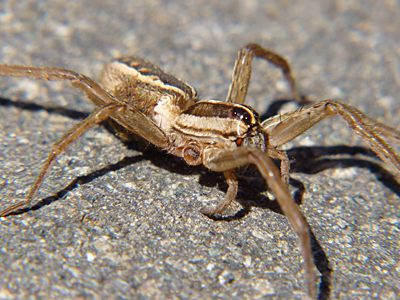 This wolf spider (Lycosidae) is missing two legs.