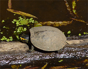 A young Yellow-bellied Turtle soaking up some sun.
