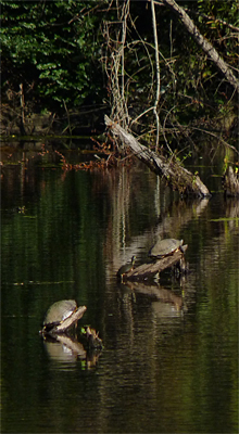 Several large Yellow-bellied Turtles (Sliders) out basking.
