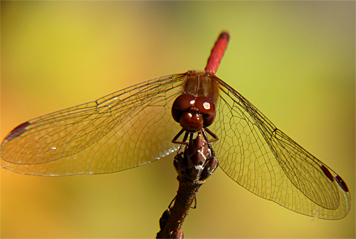 The fall leaves contrast with the bright red abdomen of this male Autumn Meadowhawk.