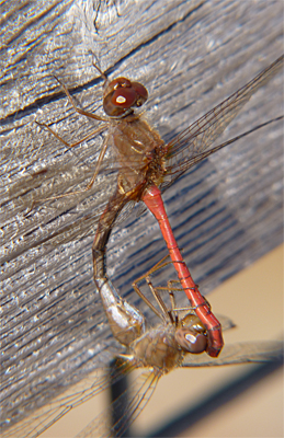 Two meadowhawks in what is called the copulation wheel. The female is less colorful than the male.