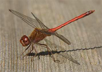 Autumn Meadowhawk are late season dragonflies and are not often seen before October.