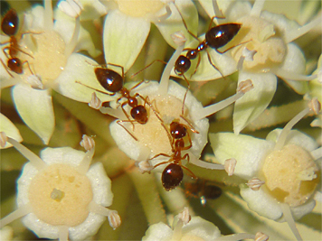 Tiny red ants apparently sipping nectar on Fatsia.