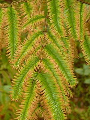 A different view of Bald Cypress.