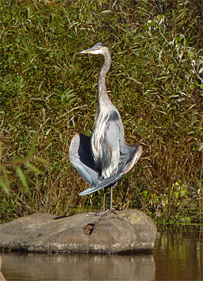 Who knows what feels good to a heron