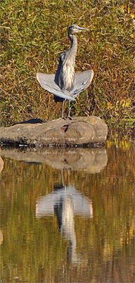This strange pose may look akward but it apparently "feels" good to the heron.