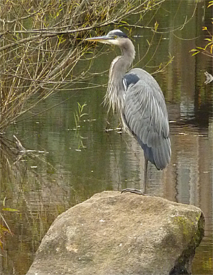 One of the birds favorite resting locations.