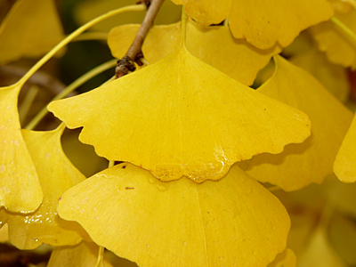 A close-up of the Ginkgo's leaves.