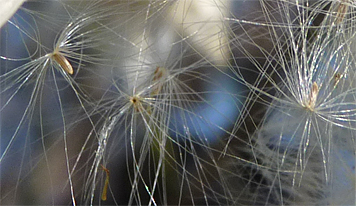 Groundsel Tree's seed look much like dandilion seeds, althouhg somewhat larger.