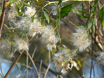 Groundsel Tree's fluffy seeds are disbursed by the wind.